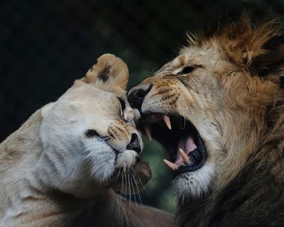 Troubled New Zealand wildlife park euthanizes two lions, fate of five more unclear