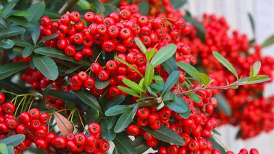 Plant This Berried Beauty for Fall Color, Wildlife and to Purify the Air – Cotoneaster is the Shrub You Didn't Know You Needed, Until Now
