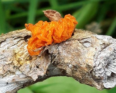 Country diary: Sci-fi fungi round a favourite old ash