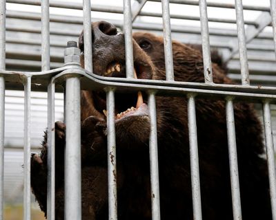 As Japan experiences a surge in bear attacks, survivors share grisly stories of blood, bites and broken bones
