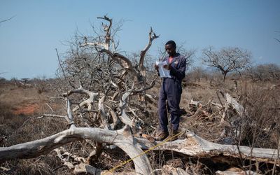 ‘There is no money’: As carbon markets collapse, what happens to the forests they promised to protect?