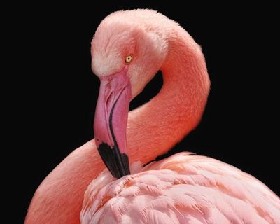 Thursday news quiz: errant flamingos, bottled messages and space nonsense