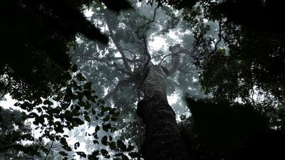 World leaders face Amazon reckoning on a decade of climate promises