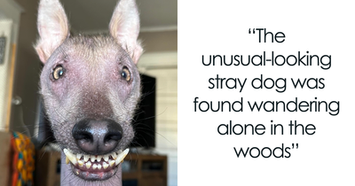 Meet Nina, The Unusual Dog Found In A Puerto Rican Forest Who Now Has A Loving Home In New York