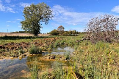 Natural England boss eyes move from bat-by-bat focus to wider nature restoration