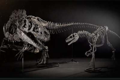 UK seizes Jurassic dinosaur fossils worth £12m from Chinese money-laundering suspect