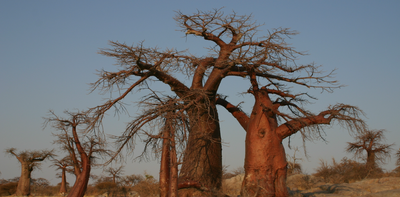 The secret life of baobabs: how bats and moths keep Africa’s giant trees alive