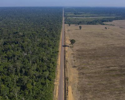 How could Tropical Forest Forever fund proposed at Cop30 tackle deforestation?