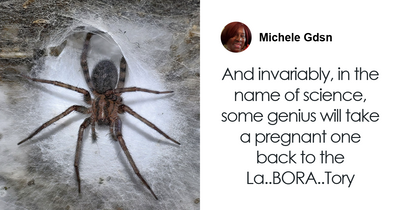 “Imagine Falling Into It”: 110,000 Spiders Built World’s Biggest Web, And It’s Absolute Nightmare Fuel