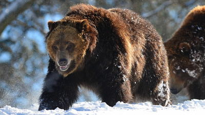 100 people have been attacked by bears since April. The military is stepping in — but not in the way you’d expect.