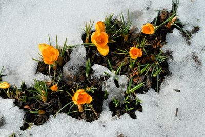 Why Snow Cover Protects Soil Life