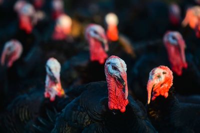 Tens of thousands of Christmas dinners at risk due to bird flu outbreak