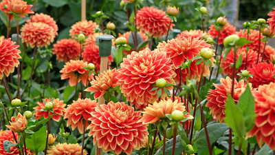 What Do You Mean You Didn’t Know? Take it From a Pro Flower Grower, You Don’t Need to Dig up Your Dahlias This Winter