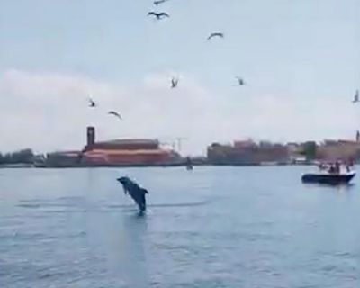 Dolphin seen near St Mark’s Square inspires Venetian rescue effort