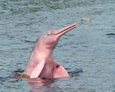 Amazon lakes hit ‘unbearable’ hot-tub temperatures amid mass die-offs of pink river dolphins – study