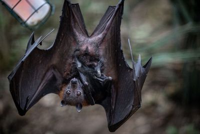 Number of bats carrying rabies is nearing a record high in LA County as officials issue stark warning