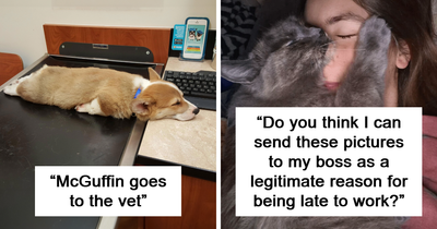 124 Moments When Animals Decided It Was Nap Time, No Matter The Place