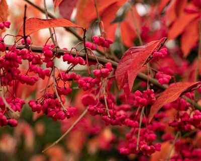 Country diary: Red-hot spindle sets the hedgerow ablaze