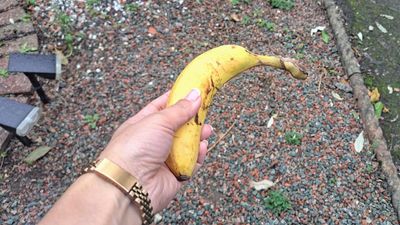 Homeowners are being urged to put bananas in their yards this November — here's why