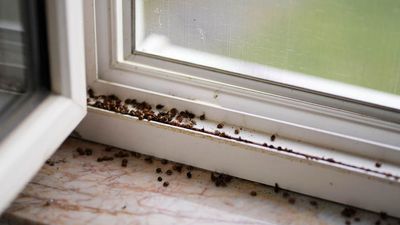 I had a ladybug infestation — here's the hack I found to deter them naturally