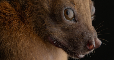 People Think Bats Are Scary, So This Scientist Took 30 Portraits To Prove Otherwise