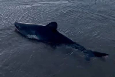 Woman rescues a beached shark in Oregon in striking video