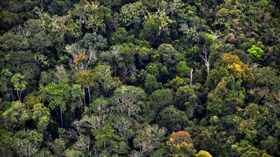 Brazil launches global fund to reward protection of rainforests