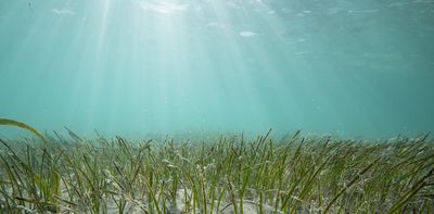 Seashells from centuries ago show that seagrass meadows on Florida’s Nature Coast are thriving