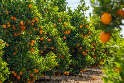 How to Keep Your Citrus Trees Alive When November Frost Hits Hard