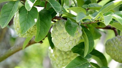 For a Low-Maintenance, Tropical Fruit Tree, Nothing Beats the Custard Apple – Here's An Expert Guide to Growing One