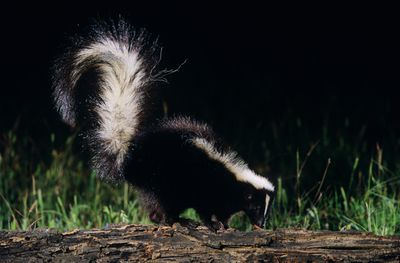 Jane Goodall, the Natural World, and Why I Track Skunks