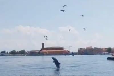 Venice’s famous dolphin could be removed from lagoon due to tourist boat risk