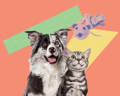 Feed them, love them and play them drum’n’bass: vets’ tips for keeping pets happy and healthy