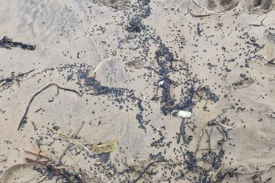 Dogs in danger of death from swallowing toxic polluting beach pellets