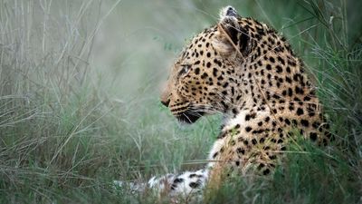 "Being close to a leopard doesn't happen often!" Wildlife photographer captured rare shot using APS-C camera and Canon RF 100-500mm f/4.5-7.1L IS