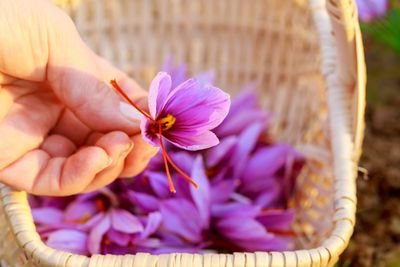 The Spice Called “Red Gold”: Why Saffron Is So Expensive?