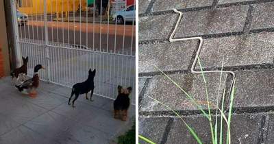 40 Pictures Of Animals Who Woke Up And Chose Nonsense