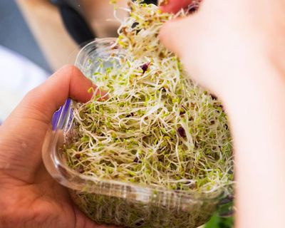 Nationwide recall of alfalfa sprouts linked to ‘unusual strain’ of salmonella after dozens infected across Australia