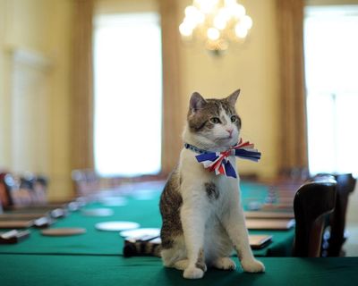 A rats to riches story: Larry the Downing Street cat finds place in TV spotlight
