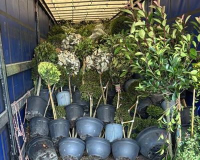 Plant importers say border delays in Kent could drive up prices and stop deliveries from EU