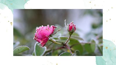 6 essential tasks to complete now to ensure your roses not only survive, but thrive this winter