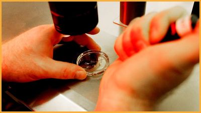 Restrictions on fetal tissue research would threaten progress on breakthrough treatments for devastating diseases — and yet not prevent a single abortion