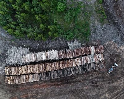 Drax still burning 250-year-old trees sourced from forests in Canada, experts say