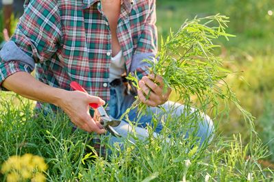 Why Pruning Too Early Can Kill Your Shrubs Before Spring