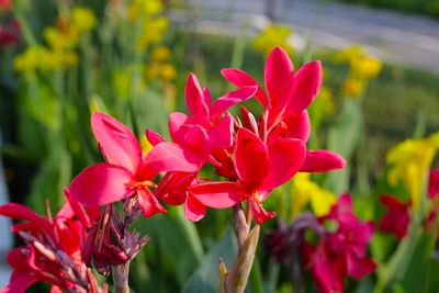 How to Save Dahlias and Cannas Before Frost Turns Them to Mush