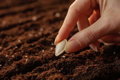 Collect These Seeds Now — You’ll Thank Yourself in April