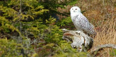 How we’re tracking avian flu’s toll on wildlife across North America