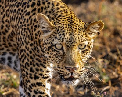 Kingdom review – David Attenborough never fails to make nature awe-inspiring