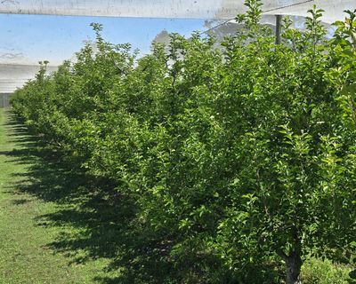 Slim pickings: what explains the unusual apple shortage in this Blue Mountains orchard?