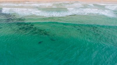 Twice as effective as nets: shark-spotting drones to become ‘permanent fixture’ on Queensland beaches